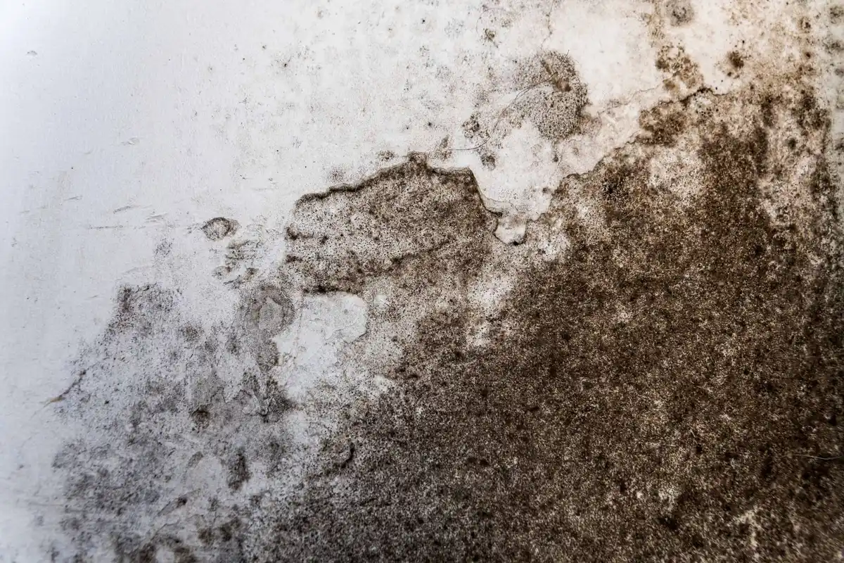 Mur blanc moisi et décoloré, présentant des taches de moisissure brun foncé et grise.