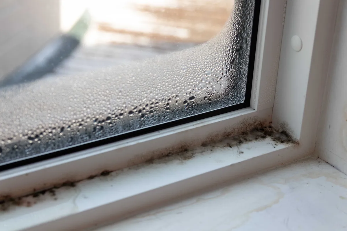 Fenêtre humide avec condensation et moisissure noire sur le cadre, à l'intérieur.